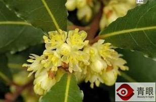 化妆品中有哪些是易燃易爆炸,化妆品使用说明和注意事项