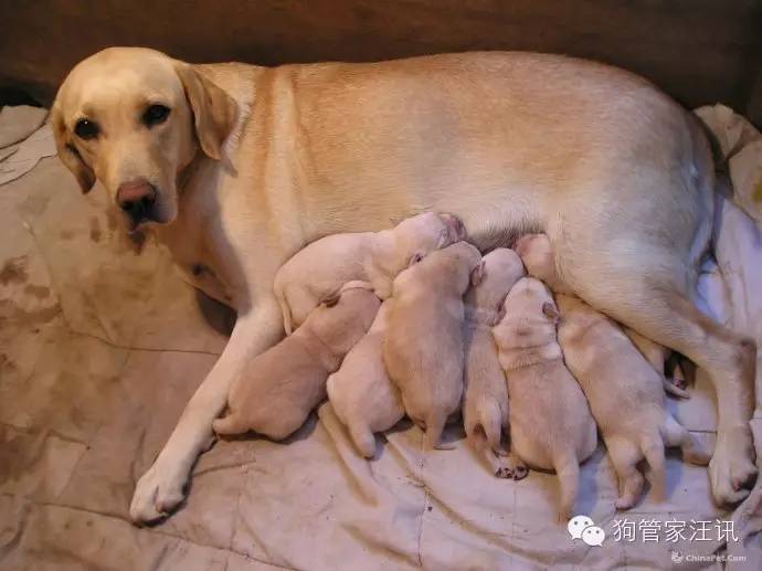 如何照顾怀孕期和哺乳期的母犬及幼仔