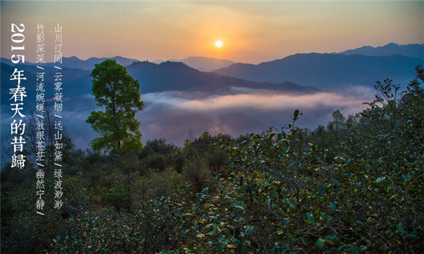 普洱茶手工杀青正确方法,普洱茶高温杀青和低温杀青的区别