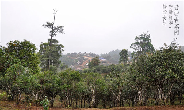 普洱茶手工杀青正确方法,普洱茶高温杀青和低温杀青的区别