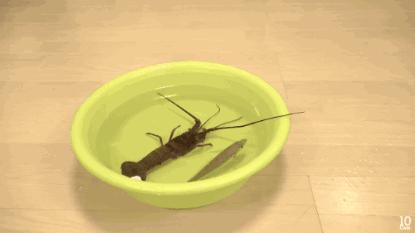 猫咪和小龙虾,猫和小龙虾之间的对决