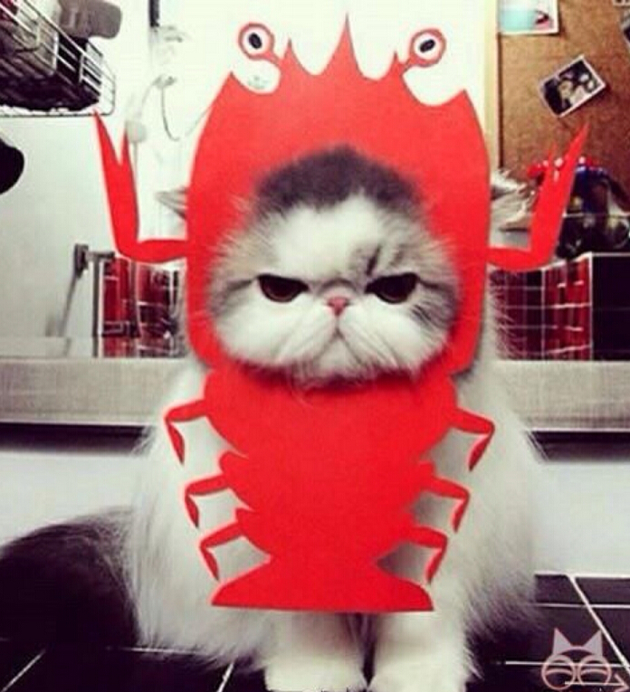 猫咪和小龙虾,猫和小龙虾之间的对决