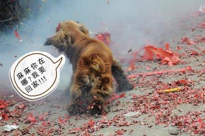 狗狗被炮仗炸死,狗狗第一次看见炮仗