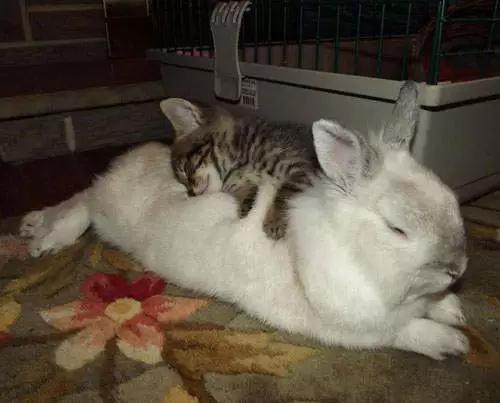 兔子好养吗,兔子属于动物吗