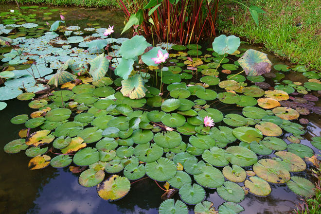 怡保旧街场咖啡二合一,怡保旧街场