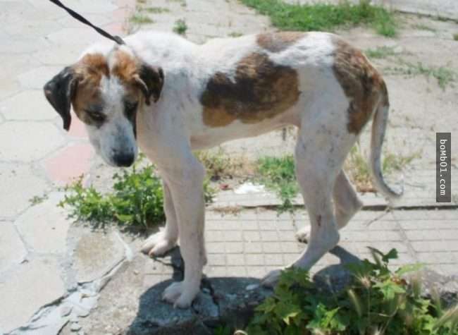 饱受虐待流浪狗虚弱到会死掉，但它获救后的模样连志工都不敢置信