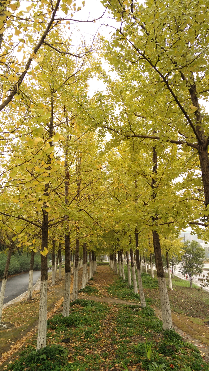 3倍光学变焦成像质量,小米12sultra120倍变焦成像