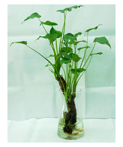 滴水观音的养殖方法有毒吗,滴水观音有毒能养吗