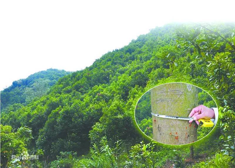 五大植物香料,让天府棒棒鸡韵味无穷