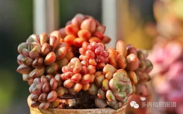 阳台上漂亮的多肉,阳台上的多肉又变美了