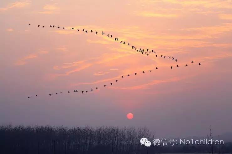 睡前故事夏蝉和大雁,儿童睡前故事大雁搬家