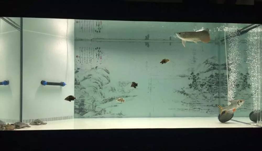 如何有一个好的鱼缸,给自己一个完美的空间