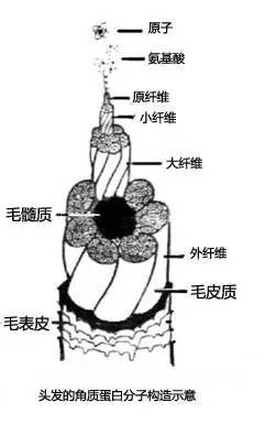 头发为什么会分叉断裂,头发为啥会分叉干枯