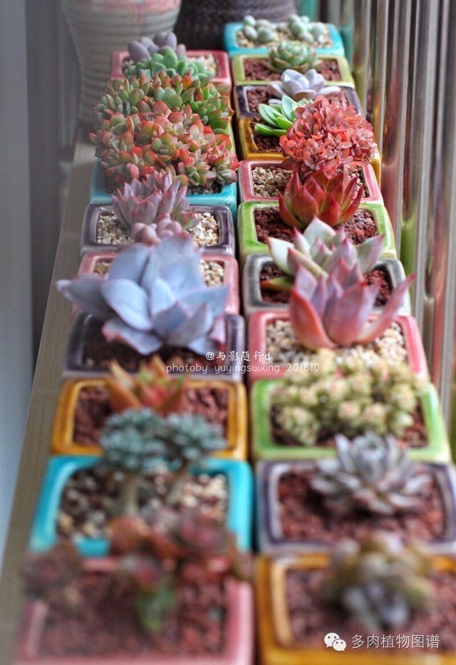 阳台上漂亮的多肉,阳台上的多肉又变美了