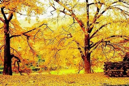 天平山的枫叶有几种,天平山枫叶什么时候变红
