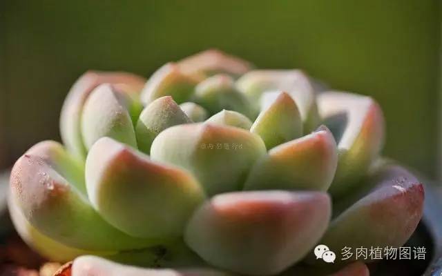 阳台上漂亮的多肉,阳台上的多肉又变美了