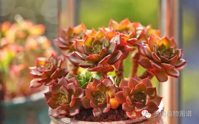 阳台上漂亮的多肉,阳台上的多肉又变美了