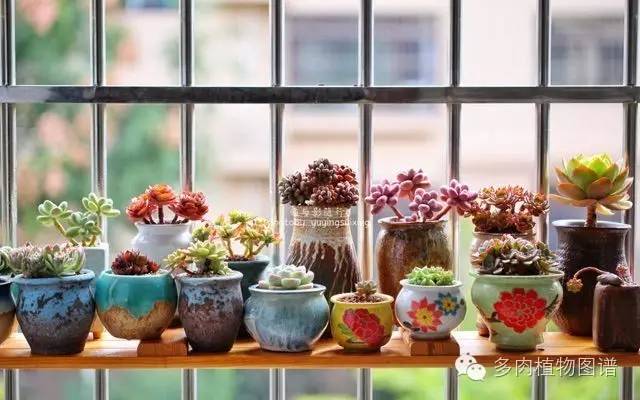阳台上漂亮的多肉,阳台上的多肉又变美了