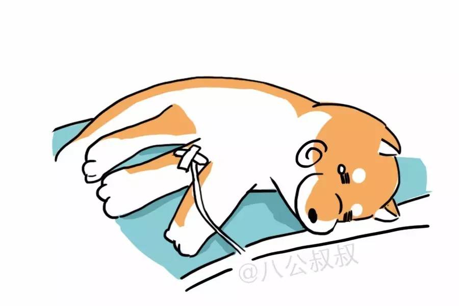 狗狗脂肪肝的临床表现,涨姿势对身体的好处