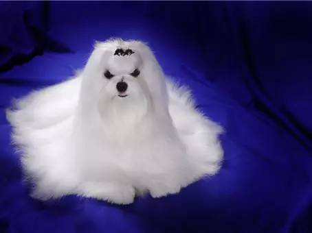 小型犬除了泰迪养什么好,博美柯基比熊哪个更好养