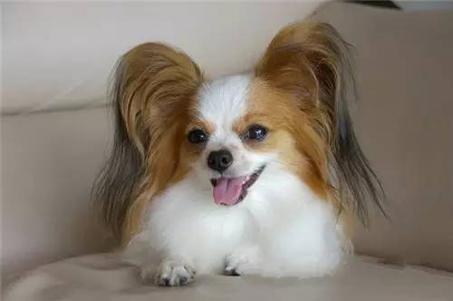 小型犬除了泰迪养什么好,博美柯基比熊哪个更好养