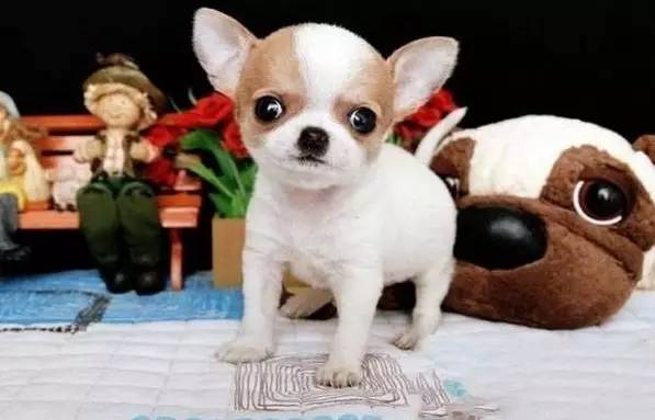 小型犬除了泰迪养什么好,博美柯基比熊哪个更好养