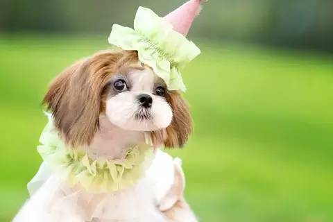 小型犬除了泰迪养什么好,博美柯基比熊哪个更好养