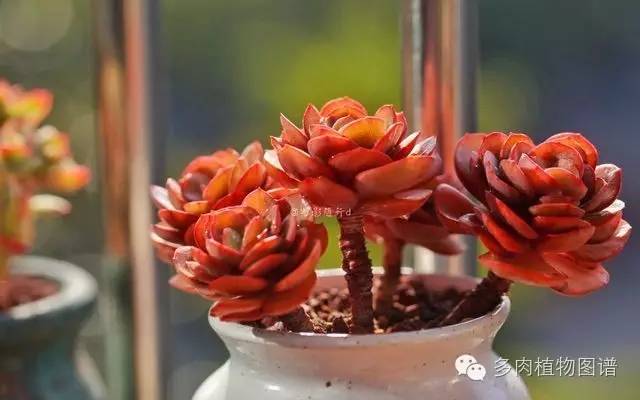 阳台上漂亮的多肉,阳台上的多肉又变美了