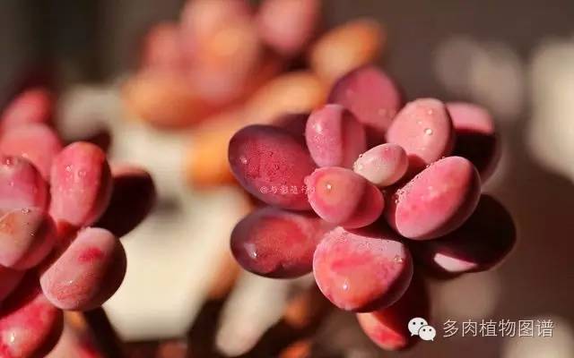 阳台上漂亮的多肉,阳台上的多肉又变美了