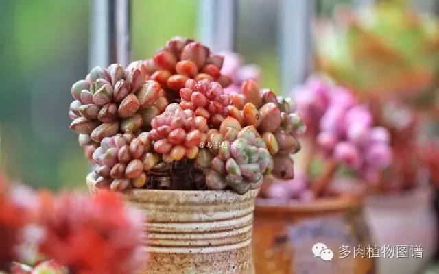 阳台上漂亮的多肉,阳台上的多肉又变美了