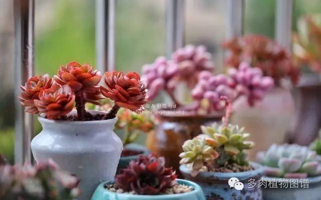 阳台上漂亮的多肉,阳台上的多肉又变美了
