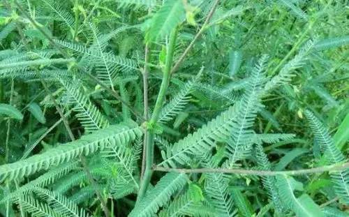 目前最全的除草剂讲解（赶紧收藏吧！）