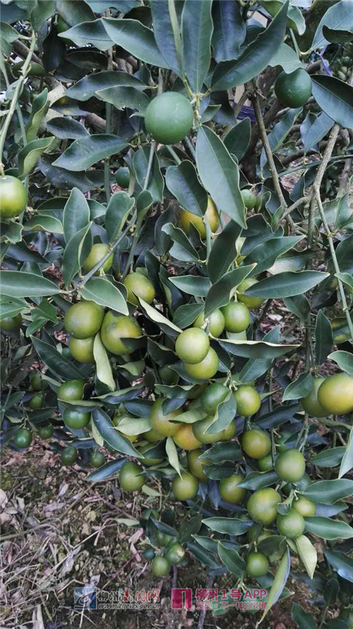 宅而有味螺蛳粉柳州特产,2019柳州螺蛳粉双11