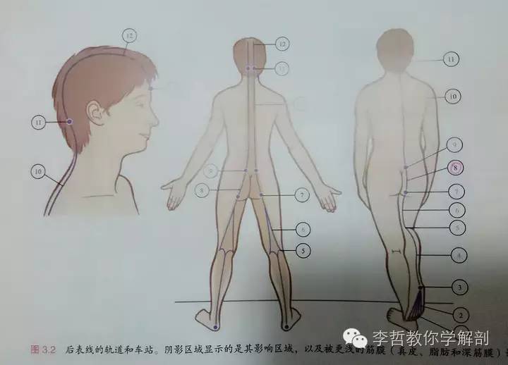 学员精彩笔记（2）|什么是后表线？它到底在人体中扮演怎样的角色