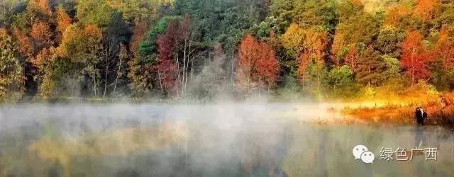 广西德保枫叶什么时候去最好看,2018年德保枫叶最佳观赏期