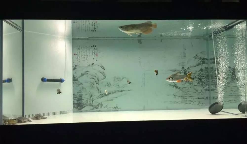 如何有一个好的鱼缸,给自己一个完美的空间