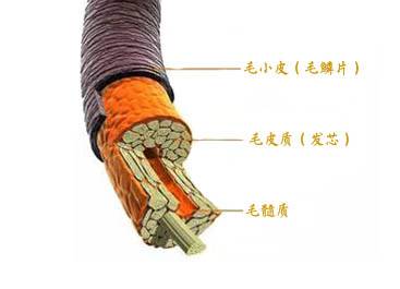 头发为什么会分叉断裂,头发为啥会分叉干枯