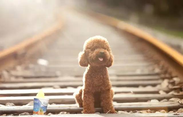 小型犬除了泰迪养什么好,博美柯基比熊哪个更好养