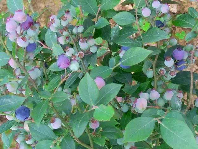 圣灯山老场镇风貌改造项目,圣灯山镇未来5年规划