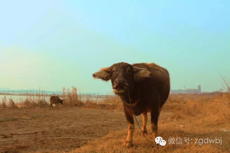 牛玉米秸秆中毒怎么防治,牛青贮草发霉中毒症状