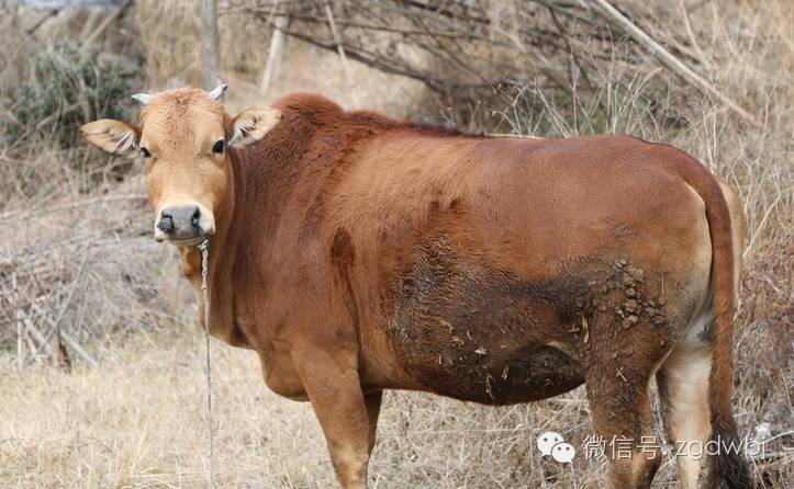 牛玉米秸秆中毒怎么防治,牛青贮草发霉中毒症状