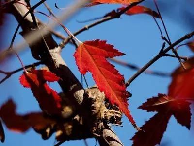 围观“枫”和日丽~来江西赏这一抹红