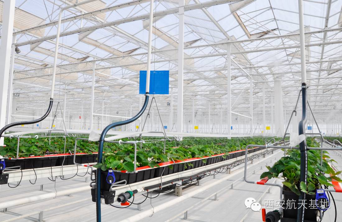 牛气!年出口创汇2亿美元,海升果香弥漫全球