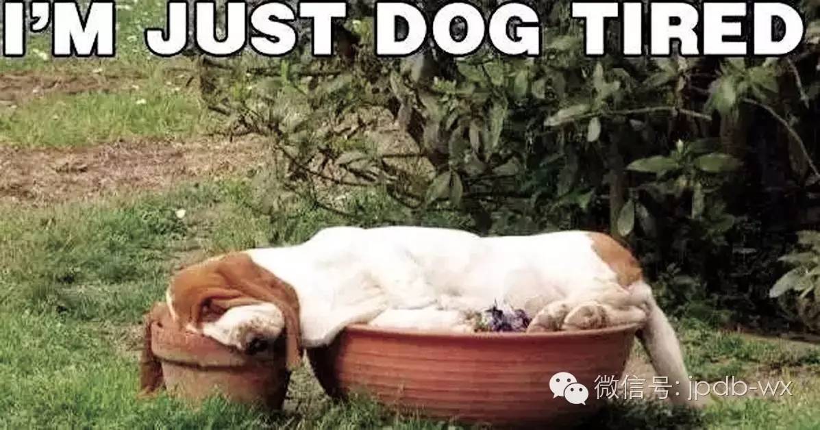 年轻人为什么会用狗自黑,年轻人为什么喜欢狗自黑