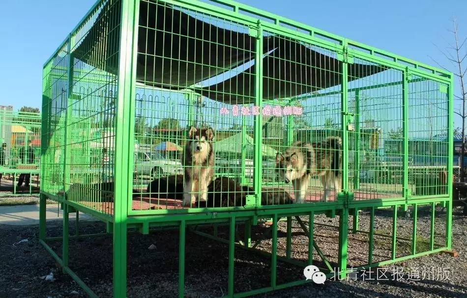 严厉打击偷狗贩子,打击非法流浪狗