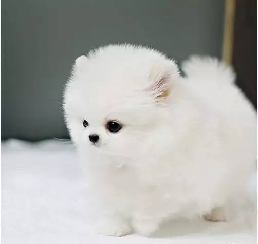 小型犬除了泰迪养什么好,博美柯基比熊哪个更好养