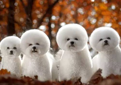 小型犬除了泰迪养什么好,博美柯基比熊哪个更好养