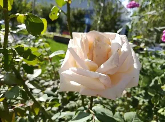 小米5s超声波指纹怎么设置,小米5s测试