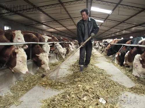 牛玉米秸秆中毒怎么防治,牛青贮草发霉中毒症状