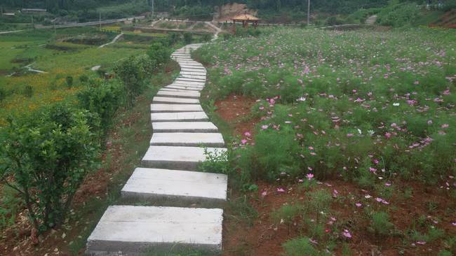 铜仁市万山区大坪乡川硐村,万山区大坪乡川硐村枇杷